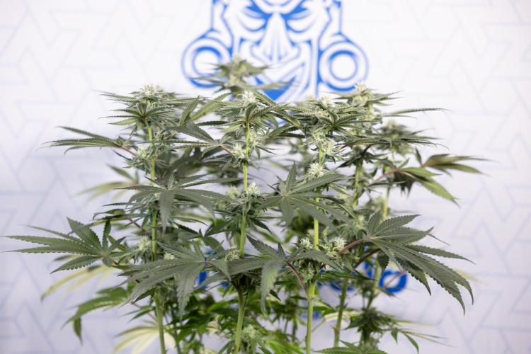 Nectar Drip #2 - Zamnesia x Tical x B&B. Week 10 - Nectar Drip #2  - Mainfolding - 4th Bloom