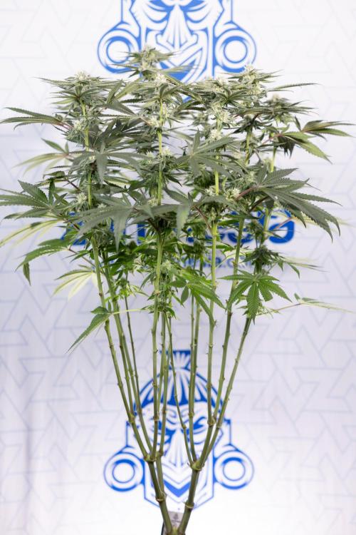 Nectar Drip #2 - Zamnesia x Tical x B&B. Week 10 - Nectar Drip #2  - Mainfolding - 4th Bloom