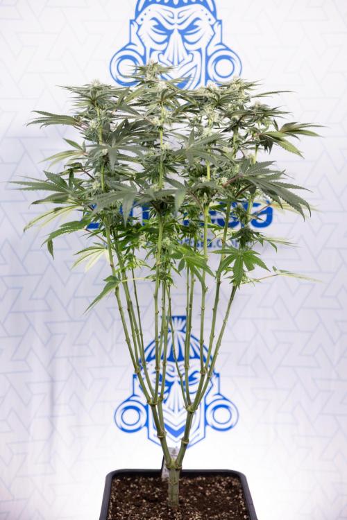 Nectar Drip #2 - Zamnesia x Tical x B&B. Week 10 - Nectar Drip #2  - Mainfolding - 4th Bloom