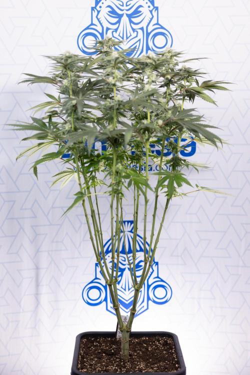 Nectar Drip #2 - Zamnesia x Tical x B&B. Week 10 - Nectar Drip #2  - Mainfolding - 4th Bloom