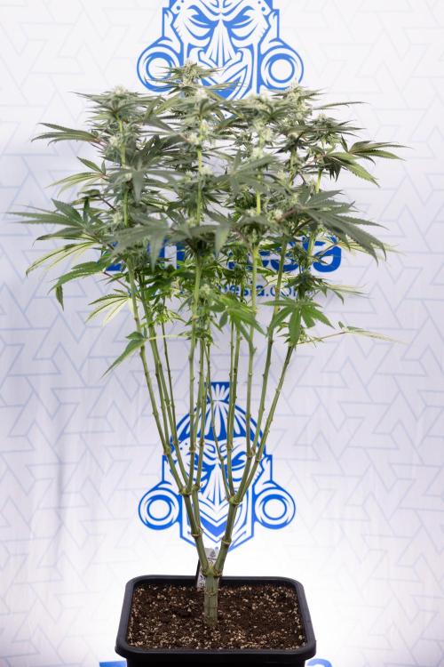 Nectar Drip #2 - Zamnesia x Tical x B&B. Week 10 - Nectar Drip #2  - Mainfolding - 4th Bloom