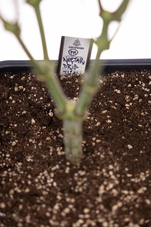 Nectar Drip #2 - Zamnesia x Tical x B&B. Week 10 - Nectar Drip #2  - Mainfolding - 4th Bloom