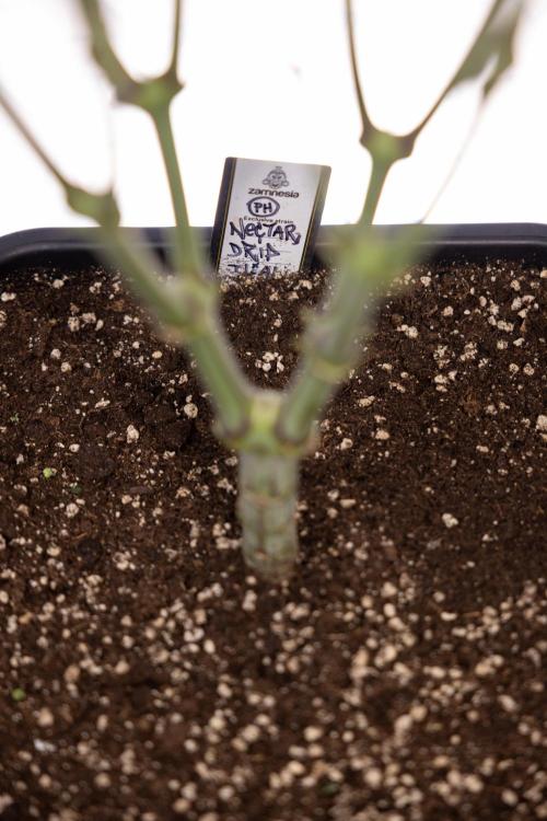 Nectar Drip #2 - Zamnesia x Tical x B&B. Week 10 - Nectar Drip #2  - Mainfolding - 4th Bloom