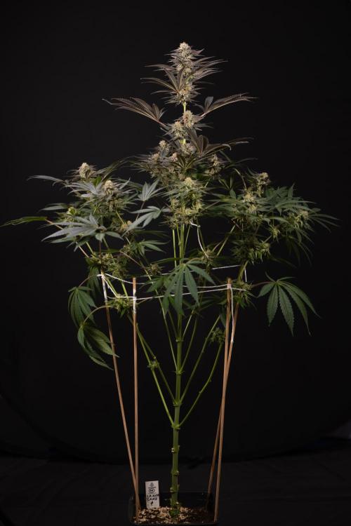 L.A. KUSH Cake #2 - Zamnesia x B&B. Week 10 - LA Kush Cake #2 - No Techniques - Harvest Day