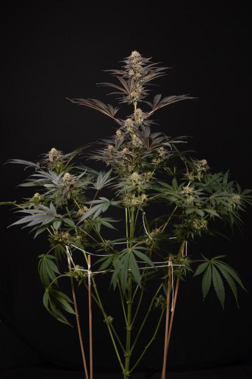 L.A. KUSH Cake #2 - Zamnesia x B&B. Week 10 - LA Kush Cake #2 - No Techniques - Harvest Day