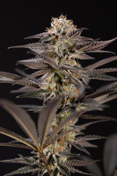 L.A. KUSH Cake #2 - Zamnesia x B&B. Week 10 - LA Kush Cake #2 - No Techniques - Harvest Day