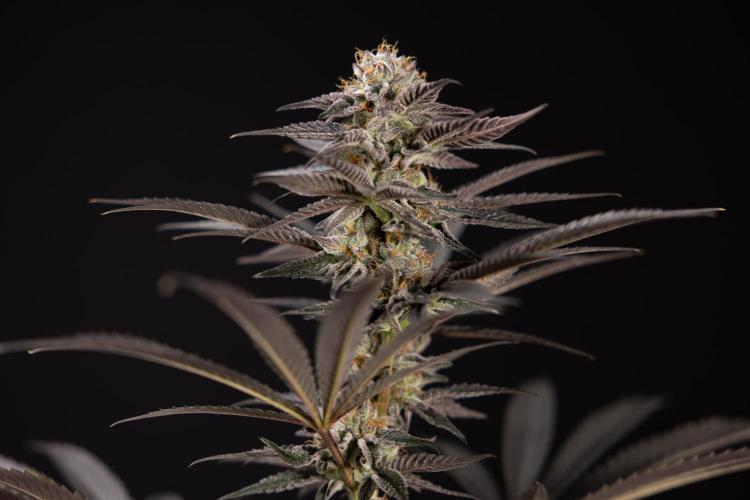 L.A. KUSH Cake #2 - Zamnesia x B&B. Week 10 - LA Kush Cake #2 - No Techniques - Harvest Day