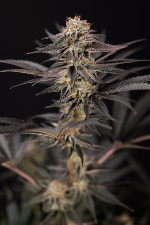 L.A. KUSH Cake #2 - Zamnesia x B&B. Week 10