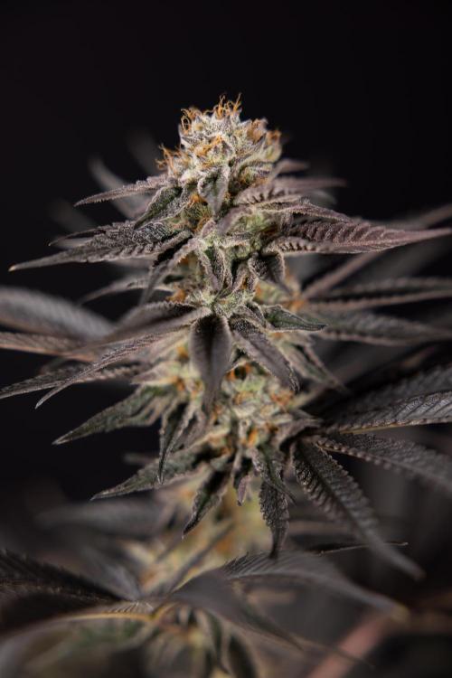 L.A. KUSH Cake #2 - Zamnesia x B&B. Week 10 - LA Kush Cake #2 - No Techniques - Harvest Day