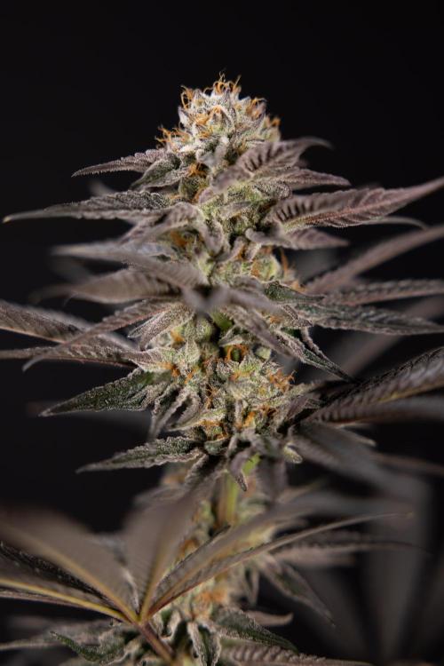 L.A. KUSH Cake #2 - Zamnesia x B&B. Week 10