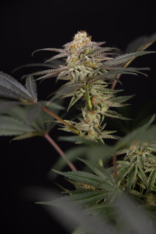 L.A. KUSH Cake #2 - Zamnesia x B&B. Week 10 - LA Kush Cake #2 - No Techniques - Harvest Day