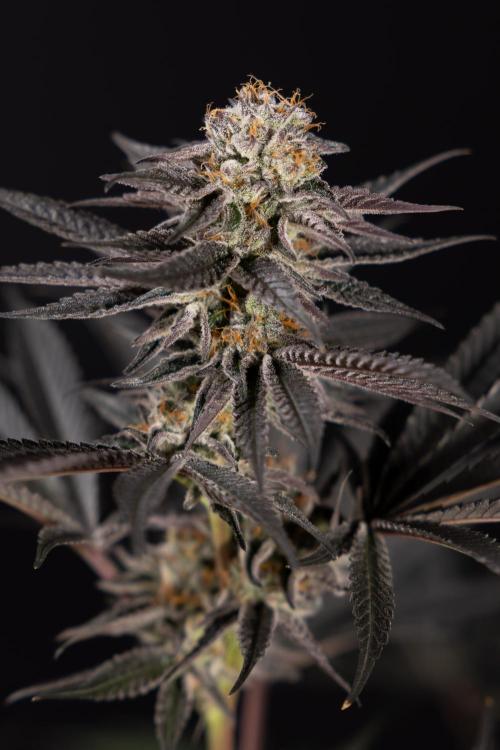 L.A. KUSH Cake #2 - Zamnesia x B&B. Week 10 - LA Kush Cake #2 - No Techniques - Harvest Day