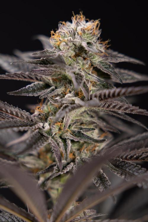 L.A. KUSH Cake #2 - Zamnesia x B&B. Week 10