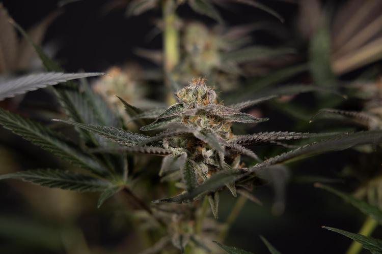 L.A. KUSH Cake #2 - Zamnesia x B&B. Week 10 - LA Kush Cake #2 - No Techniques - Harvest Day