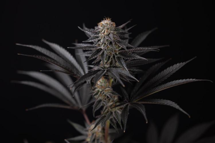 L.A. KUSH Cake #2 - Zamnesia x B&B. Week 10