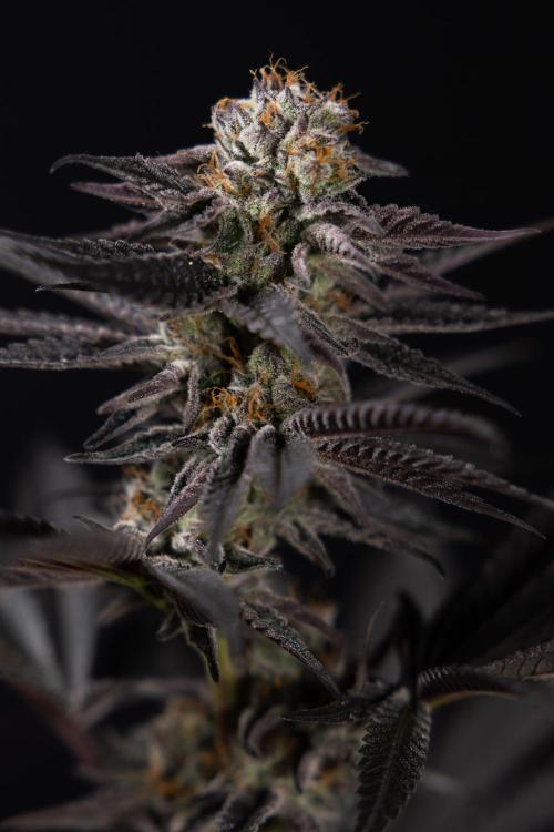 L.A. KUSH Cake #2 - Zamnesia x B&B. Week 10 - LA Kush Cake #2 - No Techniques - Harvest Day