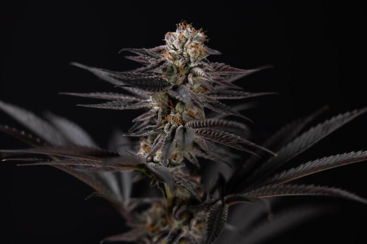 L.A. KUSH Cake #2 - Zamnesia x B&B. Week 10 - LA Kush Cake #2 - No Techniques - Harvest Day