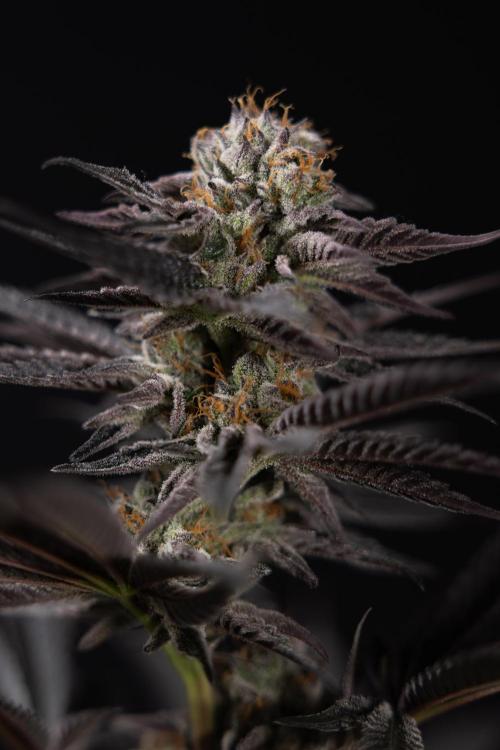 L.A. KUSH Cake #2 - Zamnesia x B&B. Week 10 - LA Kush Cake #2 - No Techniques - Harvest Day