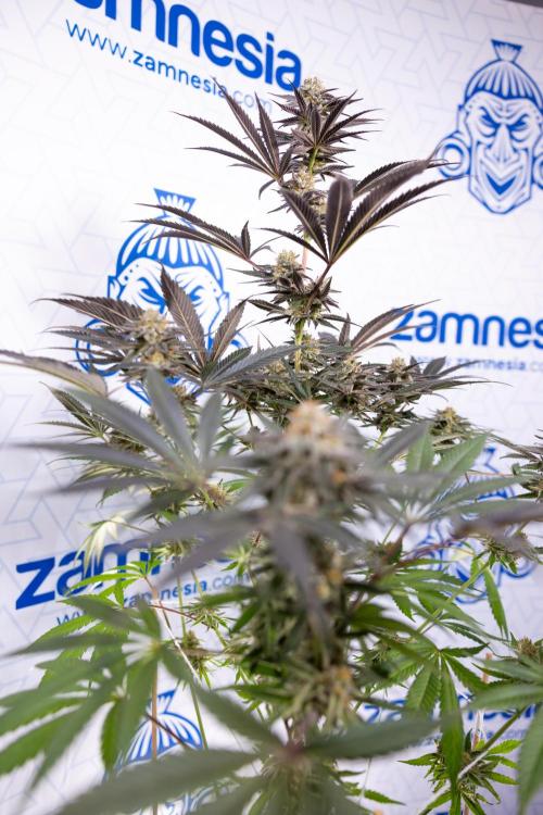 L.A. KUSH Cake #2 - Zamnesia x B&B. Week 10 - LA Kush Cake #2 - No Techniques - Harvest Day