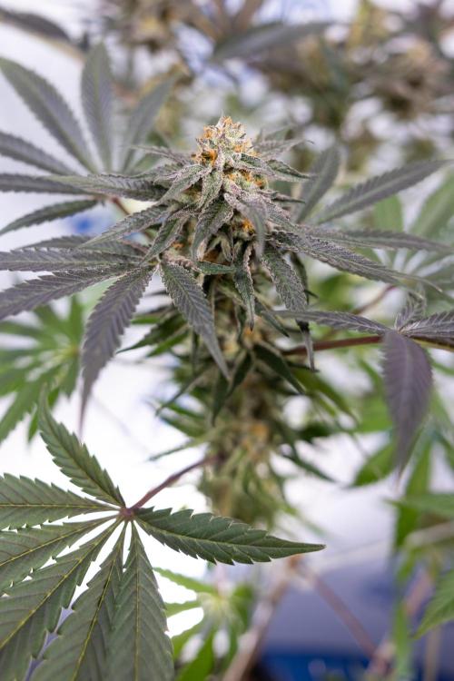 L.A. KUSH Cake #2 - Zamnesia x B&B. Week 10 - LA Kush Cake #2 - No Techniques - Harvest Day