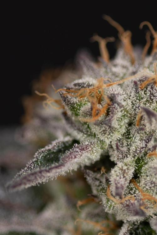 L.A. KUSH Cake #2 - Zamnesia x B&B. Week 10 - LA Kush Cake #2 - Classic Macro