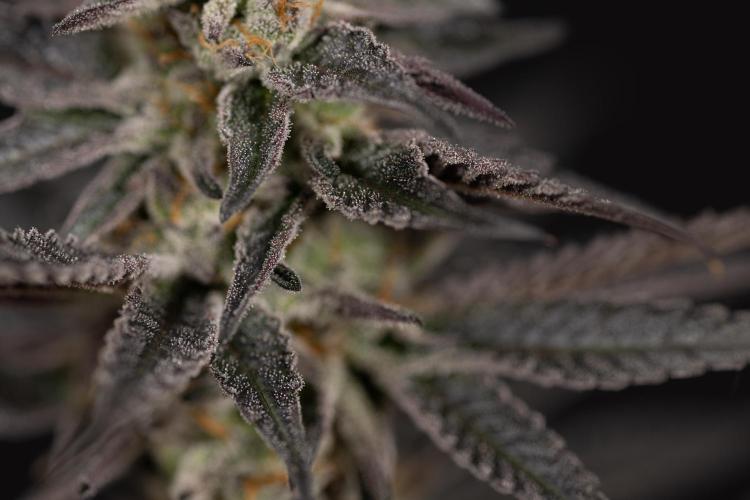 L.A. KUSH Cake #2 - Zamnesia x B&B. Week 10 - LA Kush Cake #2 - Classic Macro