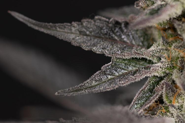 L.A. KUSH Cake #2 - Zamnesia x B&B. Week 10 - LA Kush Cake #2 - Classic Macro