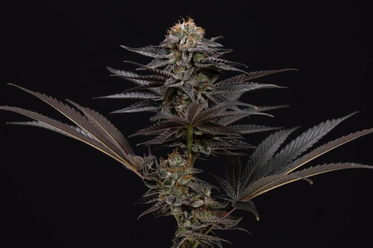 L.A. KUSH Cake #2 - Zamnesia x B&B. Week 10 - LA Kush Cake #2 - No Techniques - Harvest Day