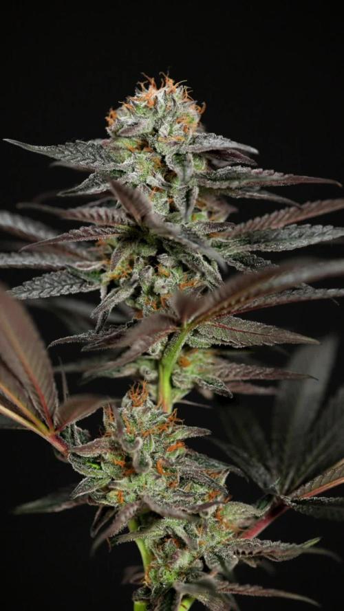 L.A. KUSH Cake #2 - Zamnesia x B&B