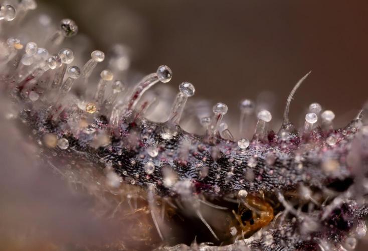 L.A. KUSH Cake #2 - Zamnesia x B&B. Week 10 - LA Kush Cake #2 - Micro 10x