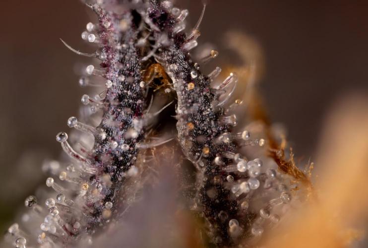 L.A. KUSH Cake #2 - Zamnesia x B&B. Week 10 - LA Kush Cake #2 - Micro 10x