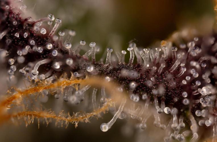 L.A. KUSH Cake #2 - Zamnesia x B&B. Week 10 - LA Kush Cake #2 - Micro 10x