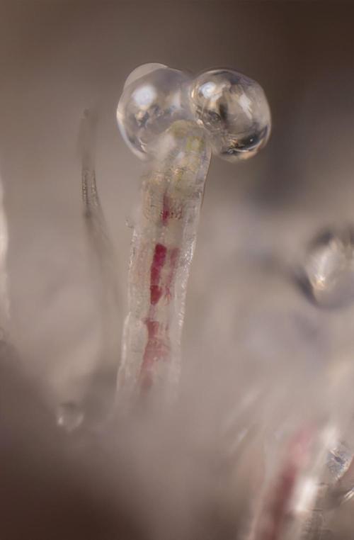 L.A. KUSH Cake #2 - Zamnesia x B&B. Week 10 - LA Kush Cake #2 - Micro 10x // Crop