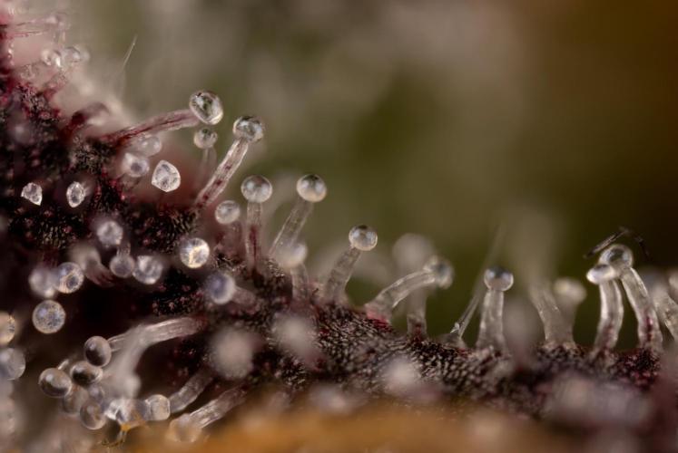 L.A. KUSH Cake #2 - Zamnesia x B&B. Week 10 - LA Kush Cake #2 - Micro 10x