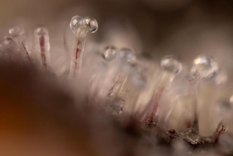 L.A. KUSH Cake #2 - Zamnesia x B&B. Week 10 - LA Kush Cake #2 - Micro 10x