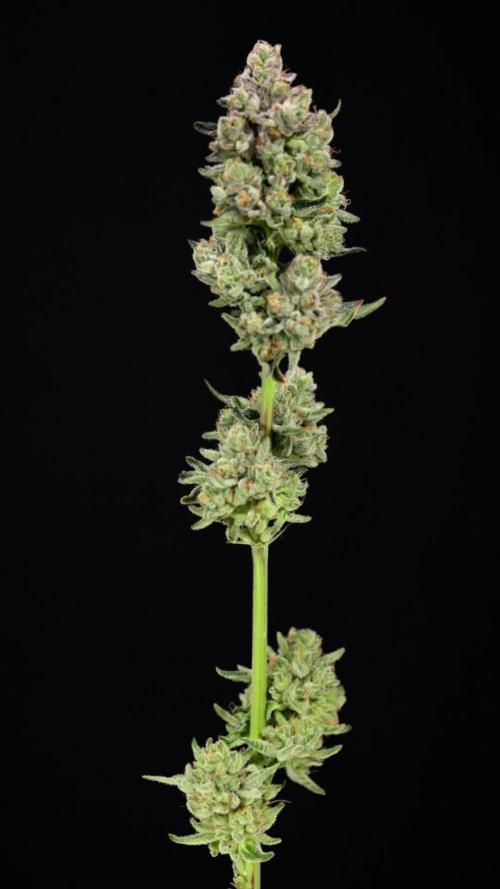 Nectar Drip #1 - Zamnesia X Tical x B&B