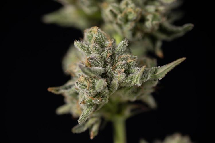 Nectar Drip #1 - Zamnesia X Tical x B&B. Week 10 - Nectar Drip #1 - Main Lining no LST - Harvest Day