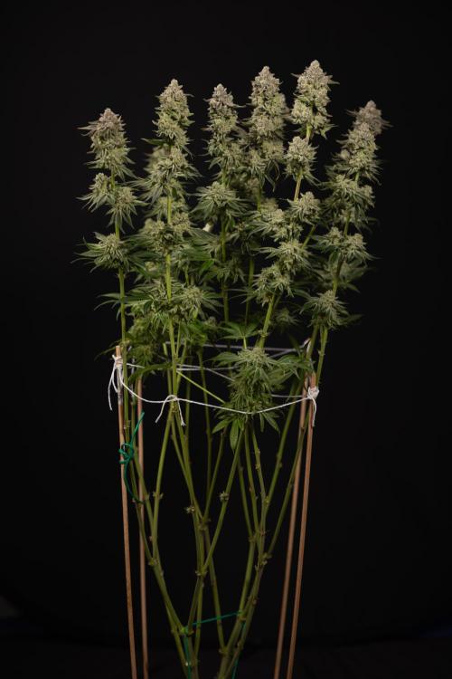 Nectar Drip #1 - Zamnesia X Tical x B&B. Week 10 - Nectar Drip #1 - Main Lining no LST - Harvest Day