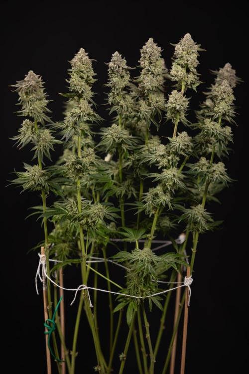 Nectar Drip #1 - Zamnesia X Tical x B&B. Week 10 - Nectar Drip #1 - Main Lining no LST - Harvest Day