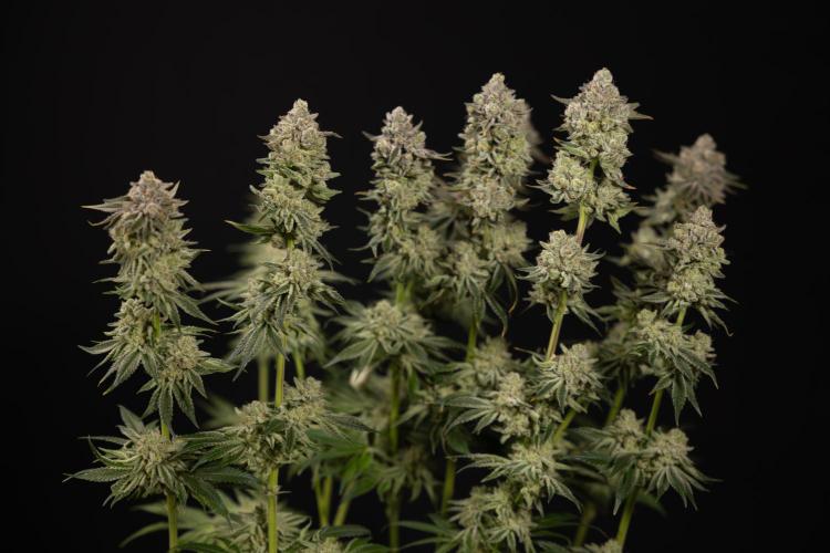 Nectar Drip #1 - Zamnesia X Tical x B&B. Week 10 - Nectar Drip #1 - Main Lining no LST - Harvest Day