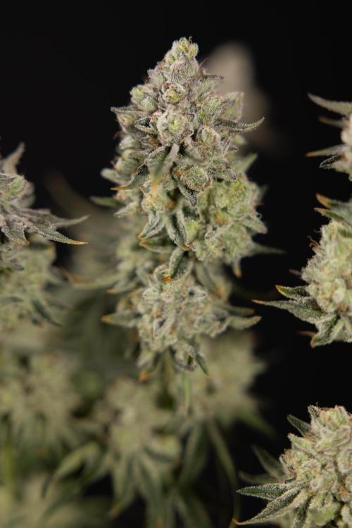 Nectar Drip #1 - Zamnesia X Tical x B&B. Week 10 - Nectar Drip #1 - Main Lining no LST - Harvest Day