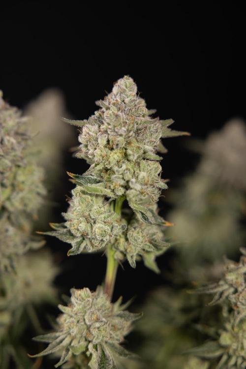 Nectar Drip #1 - Zamnesia X Tical x B&B. Week 10 - Nectar Drip #1 - Main Lining no LST - Harvest Day