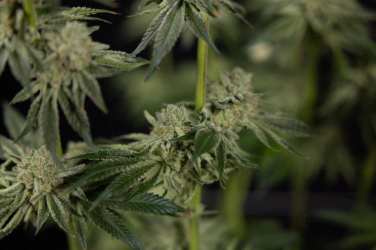 Nectar Drip #1 - Zamnesia X Tical x B&B. Week 10 - Nectar Drip #1 - Main Lining no LST - Harvest Day