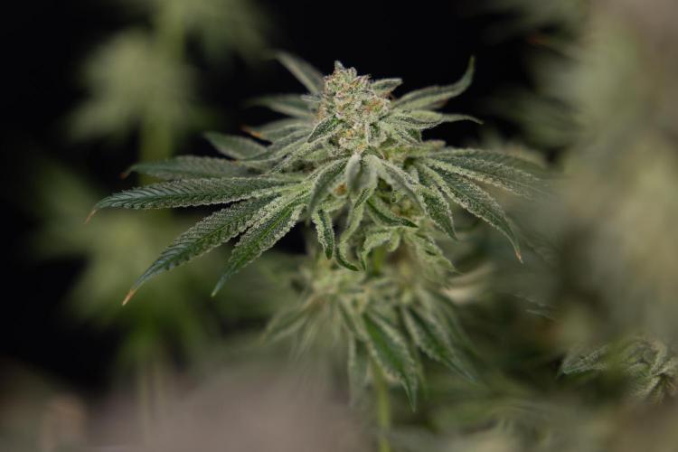 Nectar Drip #1 - Zamnesia X Tical x B&B. Week 10 - Nectar Drip #1 - Main Lining no LST - Harvest Day