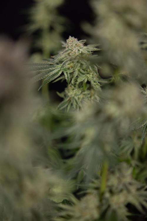 Nectar Drip #1 - Zamnesia X Tical x B&B. Week 10 - Nectar Drip #1 - Main Lining no LST - Harvest Day