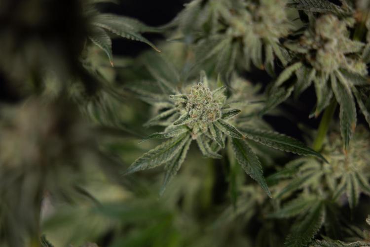 Nectar Drip #1 - Zamnesia X Tical x B&B. Week 10 - Nectar Drip #1 - Main Lining no LST - Harvest Day