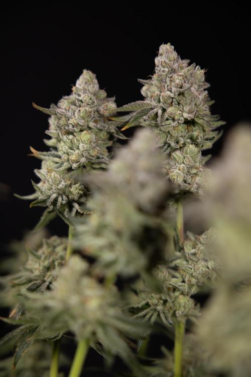 Nectar Drip #1 - Zamnesia X Tical x B&B. Week 10 - Nectar Drip #1 - Main Lining no LST - Harvest Day