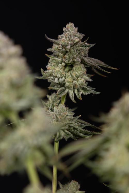 Nectar Drip #1 - Zamnesia X Tical x B&B. Week 10 - Nectar Drip #1 - Main Lining no LST - Harvest Day