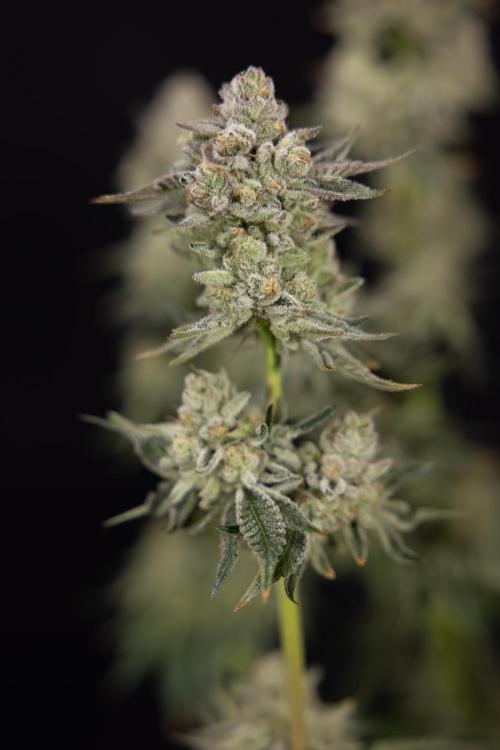 Nectar Drip #1 - Zamnesia X Tical x B&B. Week 10