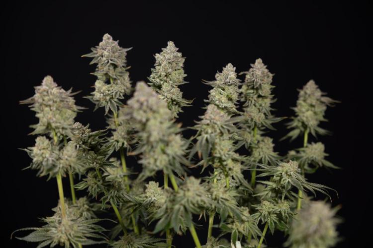 Nectar Drip #1 - Zamnesia X Tical x B&B. Week 10 - Nectar Drip #1 - Main Lining no LST - Harvest Day